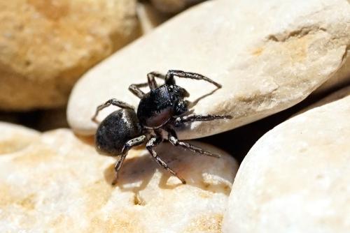 Heliophanus patagiatus